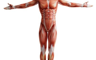 Vücut Yüzey Alanı Nedir? Sağlıkta Kullanım Alanları ve Önemi